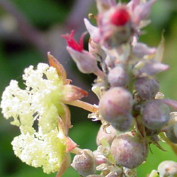 Palma Christi Plant - Castor Bean Plant - Used for making Castor Oil